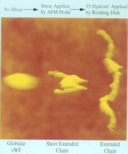 vWF unfolds under stress, the faster the blood flow, the stickier it gets. Blood, 1996; volume 88