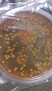 Colony morphology on fungal media.